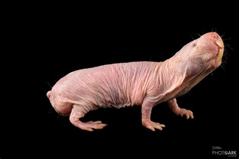 Photo Ark Home Naked Mole Rat National Geographic Society