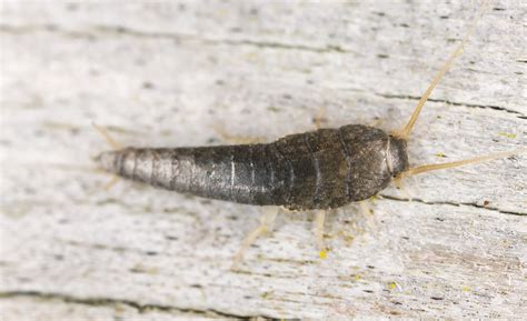 silverfish prevention  cure debugged