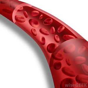 difference  blood  tissue fluid blood  tissue fluid