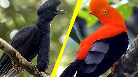 unique exotic birds   world doovi