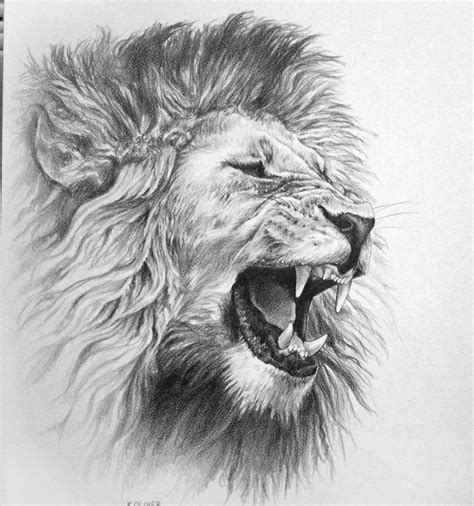 gallery  roaring lion pencil drawing