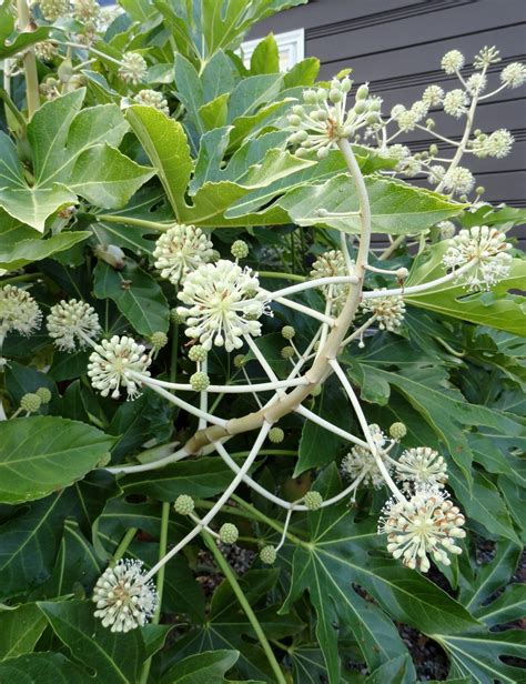 buy fatsia japonica variegata plant plantslive