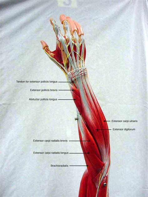 arm muscles diagram anterior shoulder arm atlas  anatomy