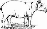 Tapir Malayan Mammals Tiff Usf 공유하기 sketch template