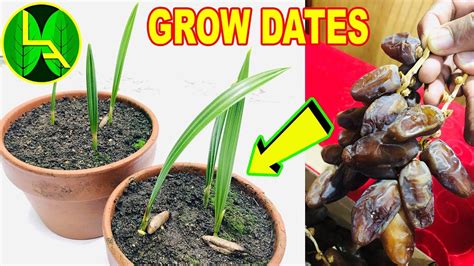 grow date palm tree  seed  home youtube