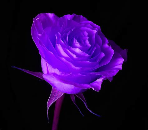 beauty flower purple rose color meanings