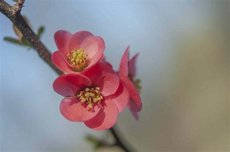flowering quince plant care growing guide