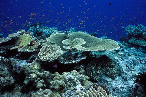 great barrier reef  lost   corals   decades