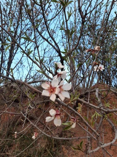 newly opened tree flowers stock image image  blossom