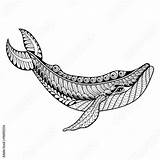 Whale Drawing Sperm Line Coloring Pages Adult Zentangle Vector Blue Stress Anti Paintingvalley Getdrawings Shark Comp Contents Similar Search sketch template