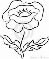Papaveri Maku Disegni Kwiat Papavero Dra Fisken Ilustracja Stockowa Poppies Illustrationer sketch template