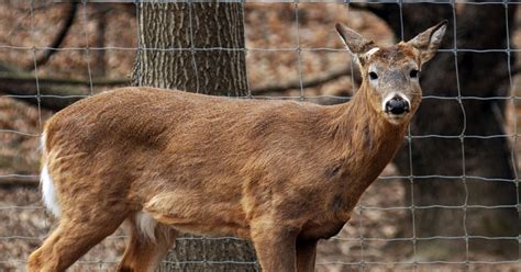 ohio  eradicate diseased deer farm