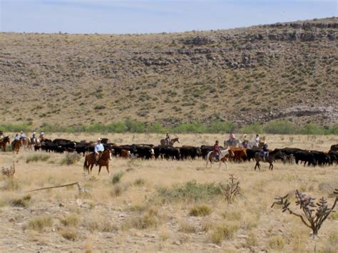 sleep   stars authentic  west style cattle drives