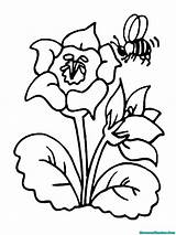 Mewarnai Bunga Lebah Kartun Mawar Putih Madu Hewan Mari Sketsa Menghisap Sari Kecerdasan Gelas Belajar Lukisan Clipartbest Dini Usia Menggambar sketch template