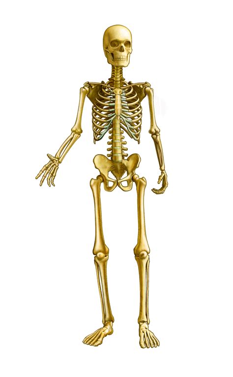 skeletal system  kids modernhealcom