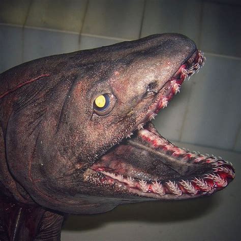 scary deep sea creatures   russian fisherman   nightmare