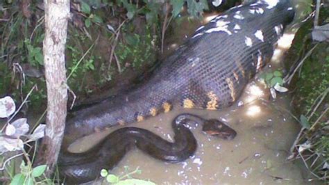 impressive images   anaconda swallowing  prey video