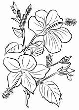 Hibiscus Coloring Pages Flowers Drawing Printable Chinese Wood Patterns Burning Yellow Categories sketch template