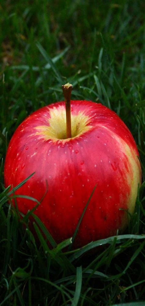 apple fruit grass wallpaper
