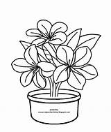 Mewarnai Bunga Untuk Polos Flora Mudah Kekinian Koleksi Tiru Warnai sketch template