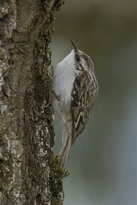 waldbaumlaeufer forum fuer naturfotografen