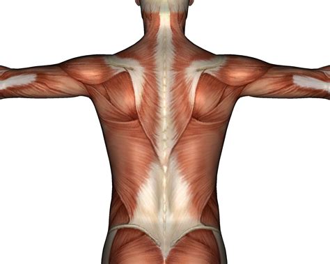 remedy thoracolumbar fascia  spine pain insync physiotherapy
