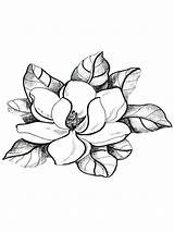 Magnolia Flower Coloring Pages Flowers Drawing Tree Tattoo Adult Drawings Pattern Digi Stamps Print Illustration Outline Color Books Sheets Princess sketch template