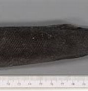 Afbeeldingsresultaten voor "tetragonurus Atlanticus". Grootte: 179 x 90. Bron: www.omare.pt