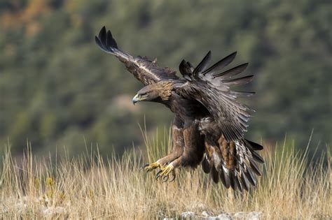 aquila reale juzaphoto