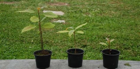 growing avocado  containersindoors  full guide gardening tips