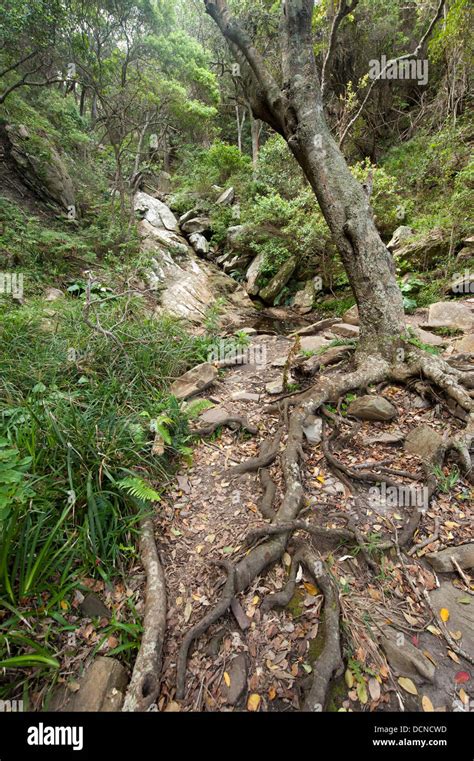 tsitsikamma forest  res stock photography  images alamy