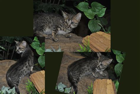 F3 Savannah Kittens For Sale Majestic Savannahs