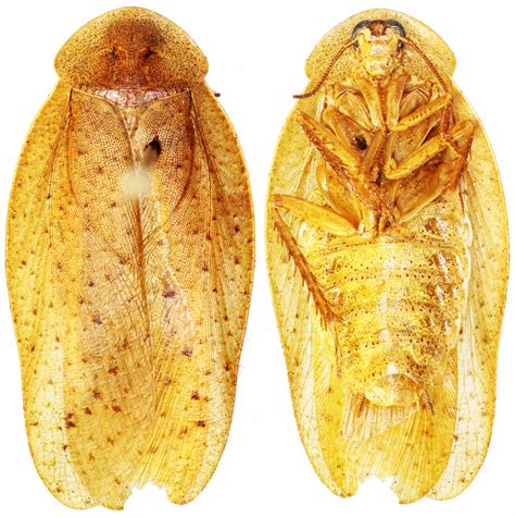 the giant cockroach genus pseudophoraspis expands to the