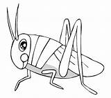 Grasshoppers Insect sketch template