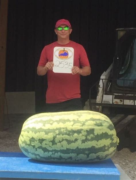 giant watermelon seeds 253 5 lbs carolina cross watermelon seeds