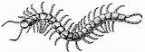 Centipede Drawing Centipedes Tattoo Insect Pages Millipedes Uga Color Edu Bug Tattoos Body Caes Realistic Animals Sketches sketch template