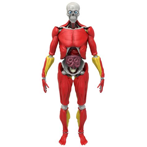 amazing toys science   max interactive human body walmartcom