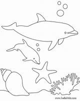 Pages Coloring Baby Dolphin Library Clipart Dolphins Colouring Lkg sketch template