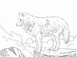 Wolf Ausmalbilder Lobo Kolorowanka Ausdrucken Wilk Blanco Druku Wilki Kolorowanki Howling Malvorlagen Ausmalen Woelfe Polarny Arctic Kinderbilder Wölfe Wolfs Artico sketch template