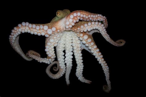 Octopus Genome Reveals Secrets To Complex Intelligence Scientific