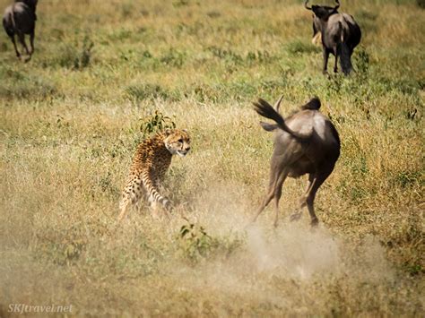 safari bliss  big cats  ndutu tanzania    traveler