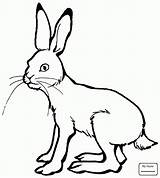 Coloring Pages Hare Hares Jackrabbit Jackrabbits Drawing Tailed Cartoon Getdrawings Gif Mammals sketch template