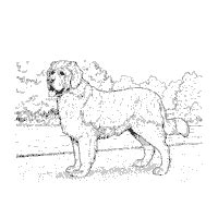 dog breed coloring pages surfnetkids