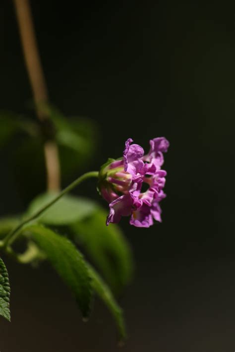 flower  plant stem  image  manu  pixahivecom