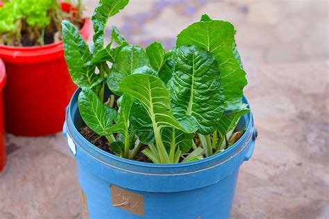grow   spinach  containers gardening sun