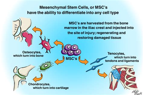stem cell therapy physio logic nyc
