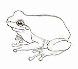 Frog Drawing Drawings Simple Frogs Tree Line Draw Realistic Life Easy Step Jumping Cycle Clipart Getdrawings Sketch Frosch Kids Sketches sketch template