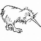 Kiwi Coloring Bird Drawing Color Line Pages Cliparts Animals Clipartbest Computer Designs Use Clipart sketch template