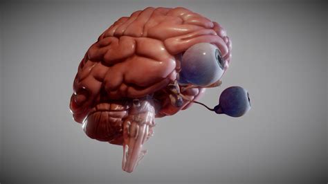 brain brain stem   eyes buy royalty   model  ebers