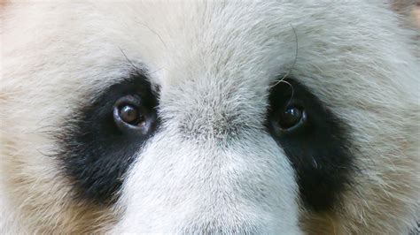 Misterio Resuelto La Sorprendente Explicación De Por Qué El Panda Es